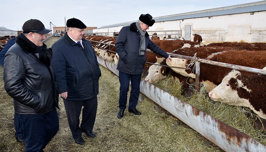 В посёлке Экспериментальном герефордское стадо выросло на 170 голов