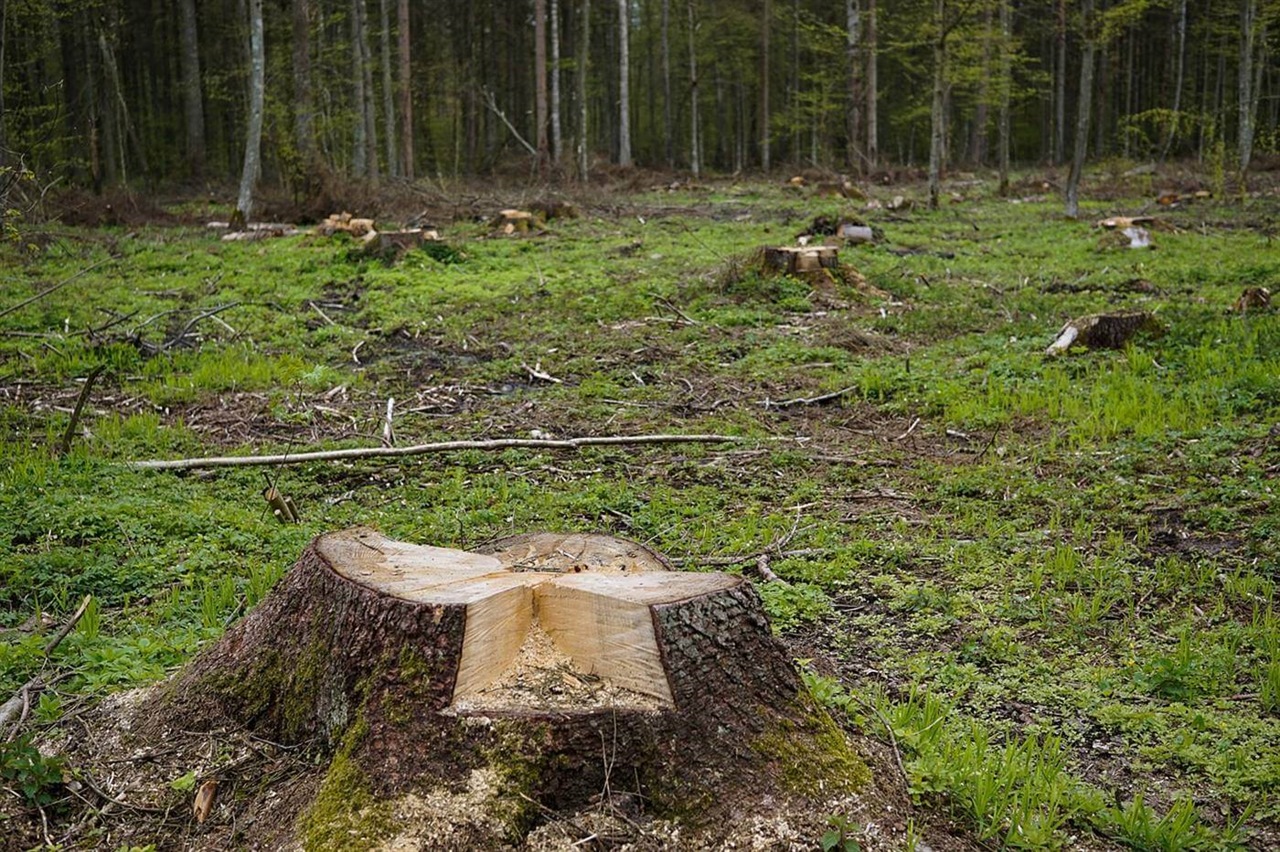 За незаконную рубку лесных массивов в Оренбуржье Следственный комитет завёл уголовное дело