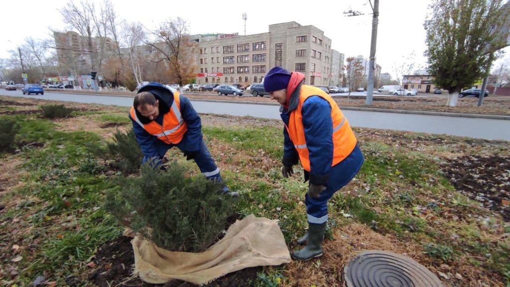 В Оренбурге высадили более 600 хвойных растений