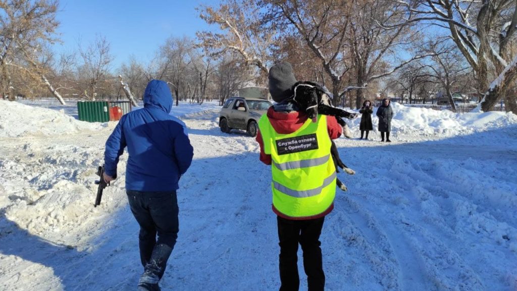 В районе оренбургской школы №56 отловили ещё трёх бродячих собак