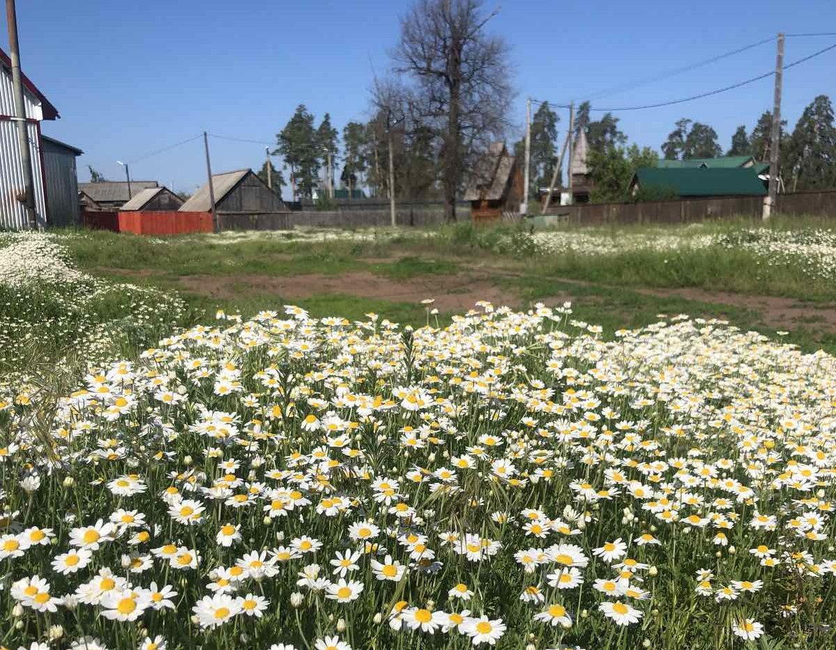 В Оренбуржье три села оказались в аномальной ромашковой зоне