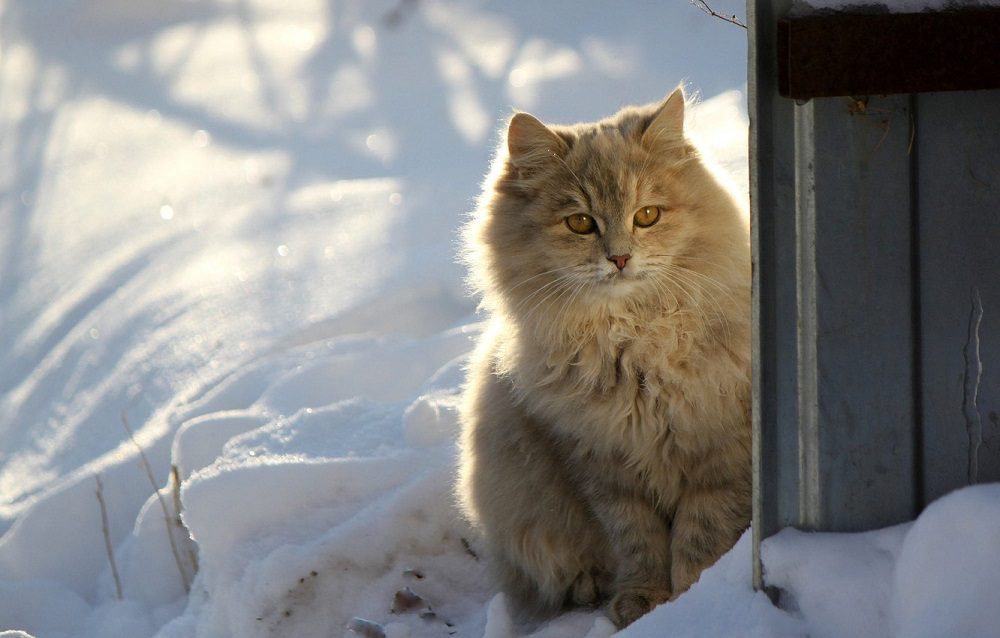 Погода на 7 января: в Оренбуржье без осадков и до -10&deg;C