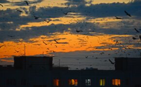 Чёрные птицы летят. Я занят