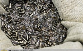 В Сакмарском районе осудили похитителей 22 тонн семечек